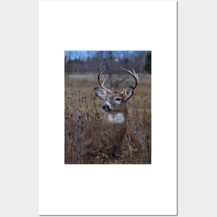 Splendor in the Grass - White-tailed Deer Posters and Art